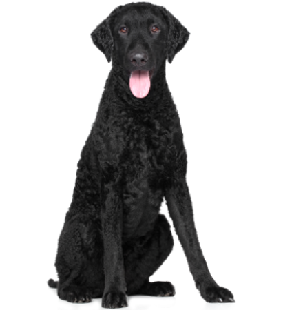 Picture for category Curly Coated Retriever