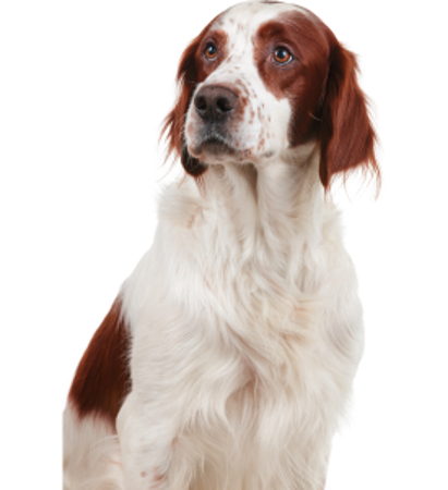 Picture for category Irish Red and White Setter