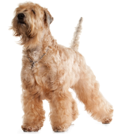Picture for category Soft Coated Wheaten Terrier