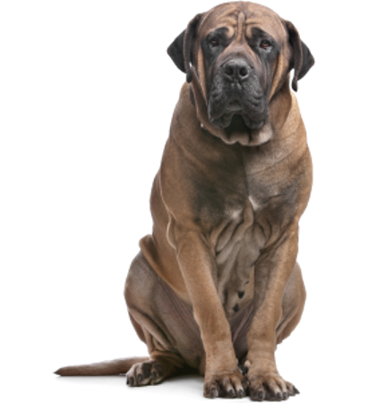 Picture for category South African Boerboel