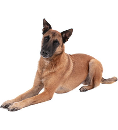 Picture for category Belgian Shepherd Dog - Malinois