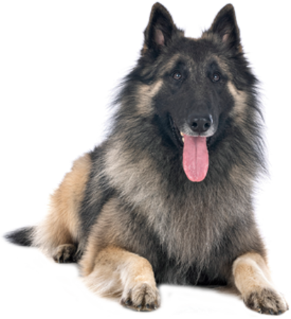 Picture for category Belgian Shepherd Dog - Tervueren
