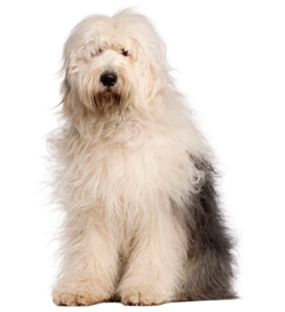 Picture for category Old English Sheepdog (Bobtail)