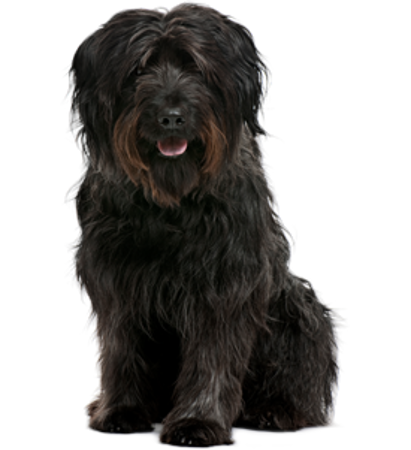 Picture for category Catalan Sheepdog