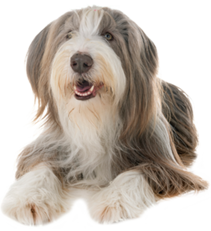 Picture for category Bearded Collie