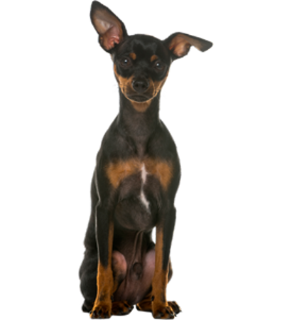 Picture for category Miniature Pinscher