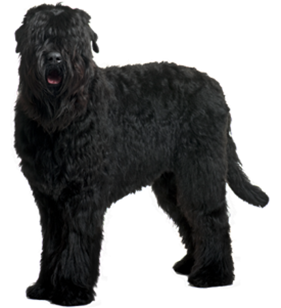 Picture for category Black Russian Terrier