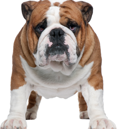 Picture for category Bulldog
