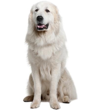 Picture for category Great Pyrenees