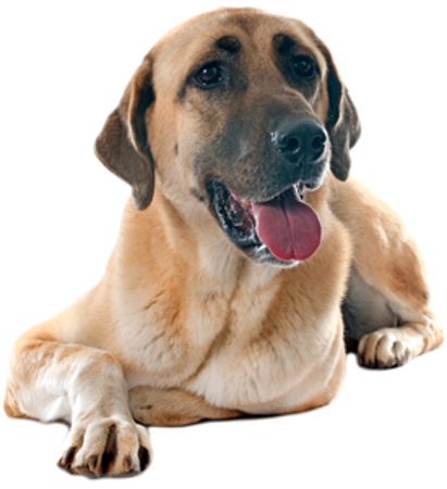Picture for category Anatolian Shepherd Dog