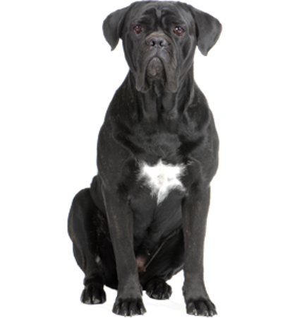 Picture for category Cane Corso