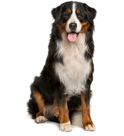 Picture for category Bernese Mountain Dog
