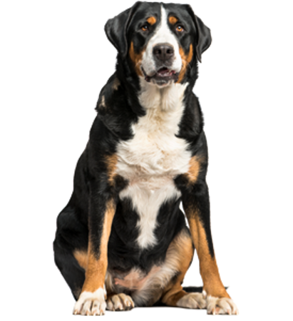 Picture for category Greater Swiss Mountain Dog