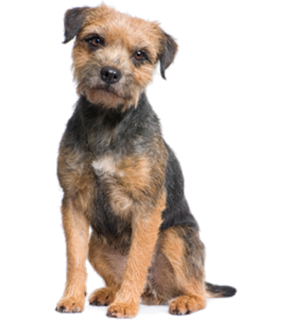 Picture for category Border Terrier