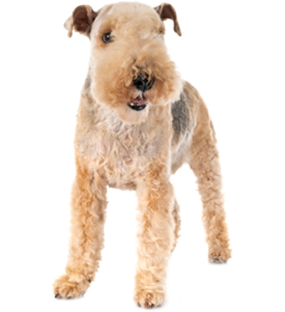 Picture for category Lakeland Terrier