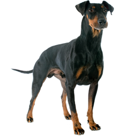 Picture for category Manchester Terrier