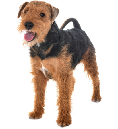 Picture for category Welsh Terrier