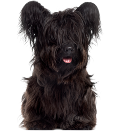 Picture for category Skye Terrier