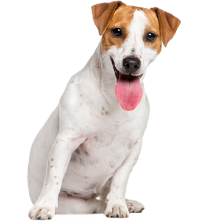 Picture for category Jack Russell Terrier