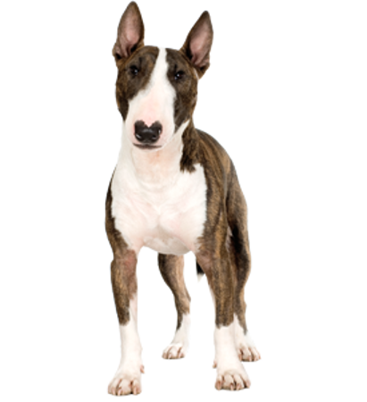 Picture for category Bull Terrier