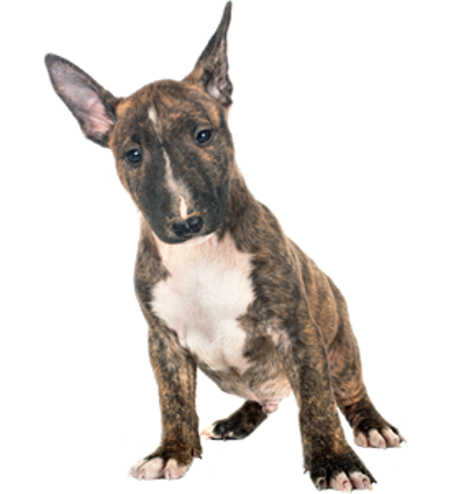Picture for category Miniature Bull Terrier