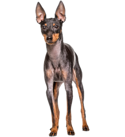 Picture for category English Toy Terrier