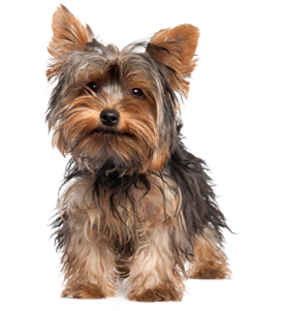 Picture for category Yorkshire Terrier