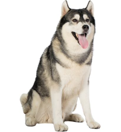 Picture for category Siberian Husky