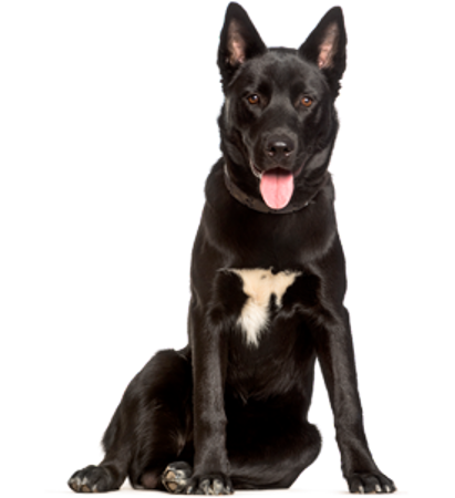 Picture for category Karelian Bear Dog