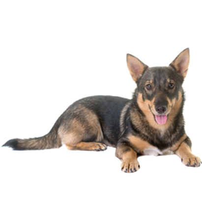 Picture for category Swedish Vallhund