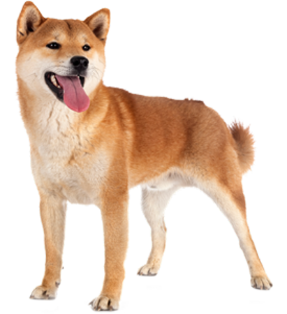 Picture for category Shiba Inu