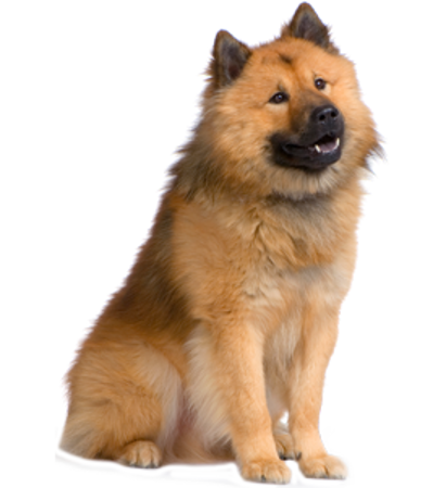 Slika za kategoriju Eurazijski pas