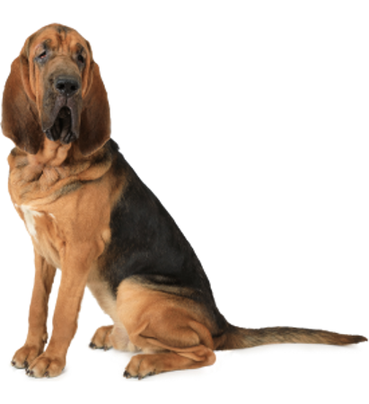 Picture for category Bloodhound