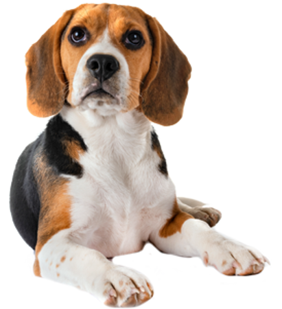 Bild für Kategorie Beagle