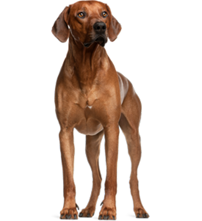 Picture for category Rhodesian Ridgeback
