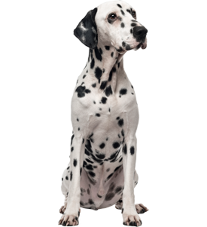 Picture for category Dalmatian