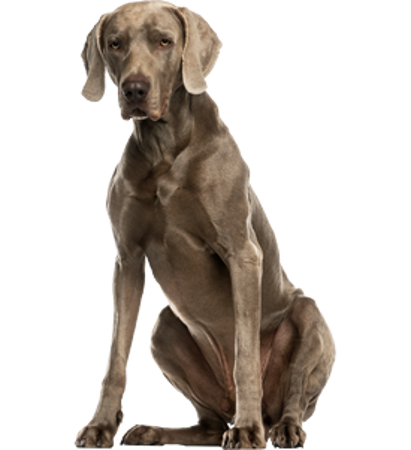 Picture for category Weimaraner