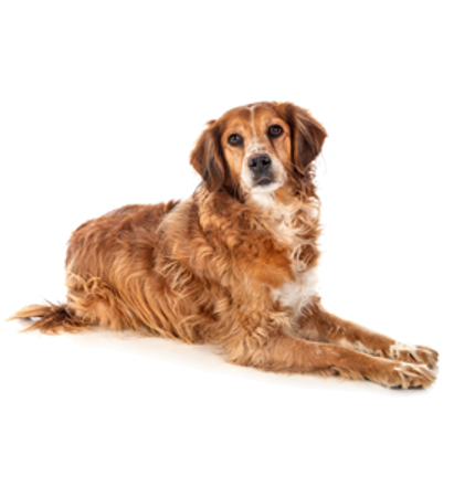 Picture for category Brittany spaniel