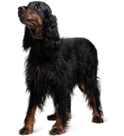 Picture for category Gordon Setter