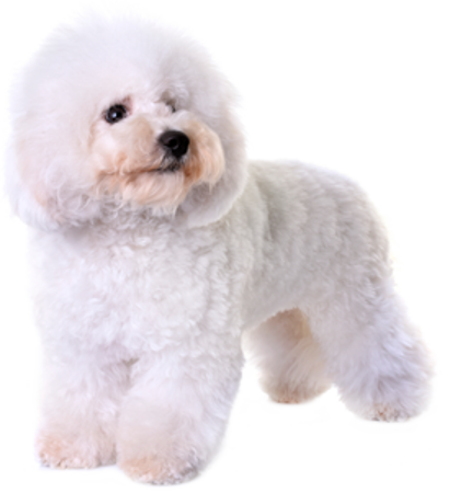 Picture for category Bichon Frise
