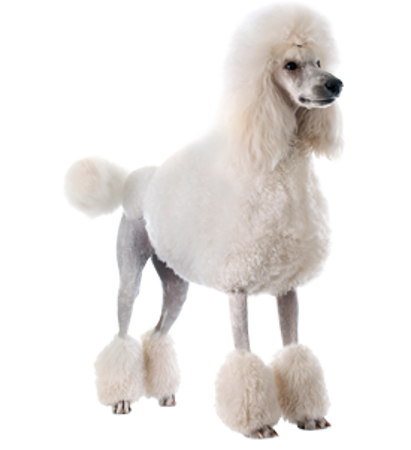 Picture for category Poodle- Standard