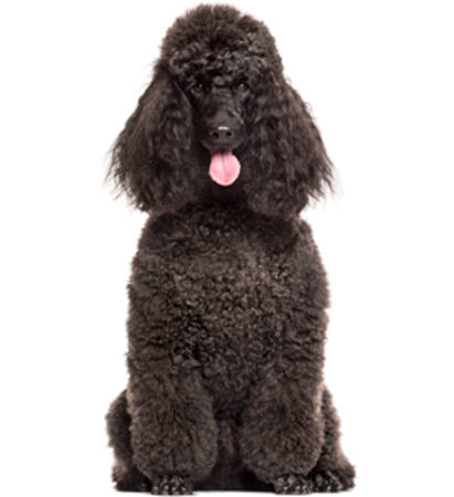 Picture for category Poodle- Medium