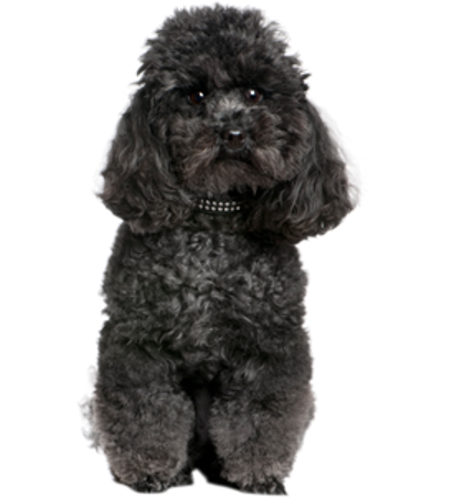 Picture for category Poodle- Miniature