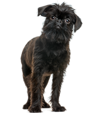 Picture for category Brussels Griffon