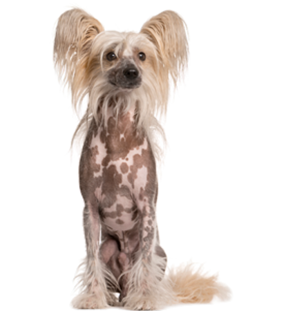 Picture for category Chinese Crested Dog
