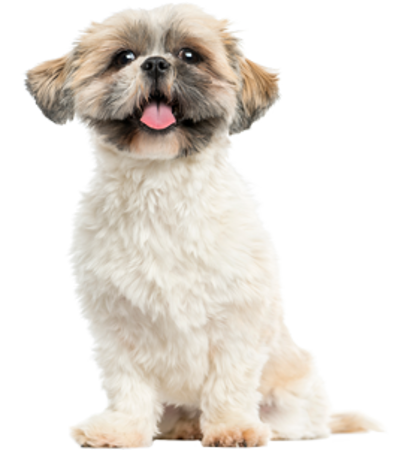 Picture for category Shih Tzu