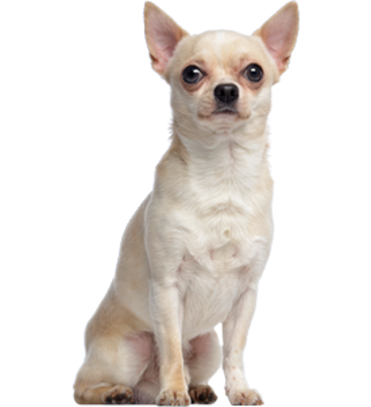 Picture for category Chihuahua