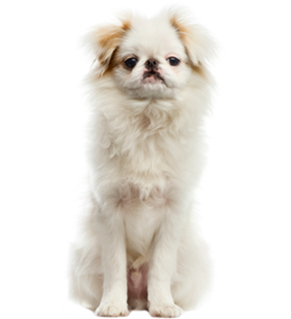 Picture for category Japanese Chin