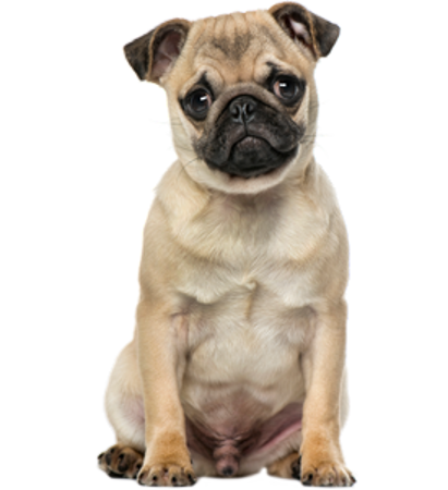 Picture for category Pug