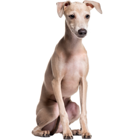 Picture for category Italian Greyhound